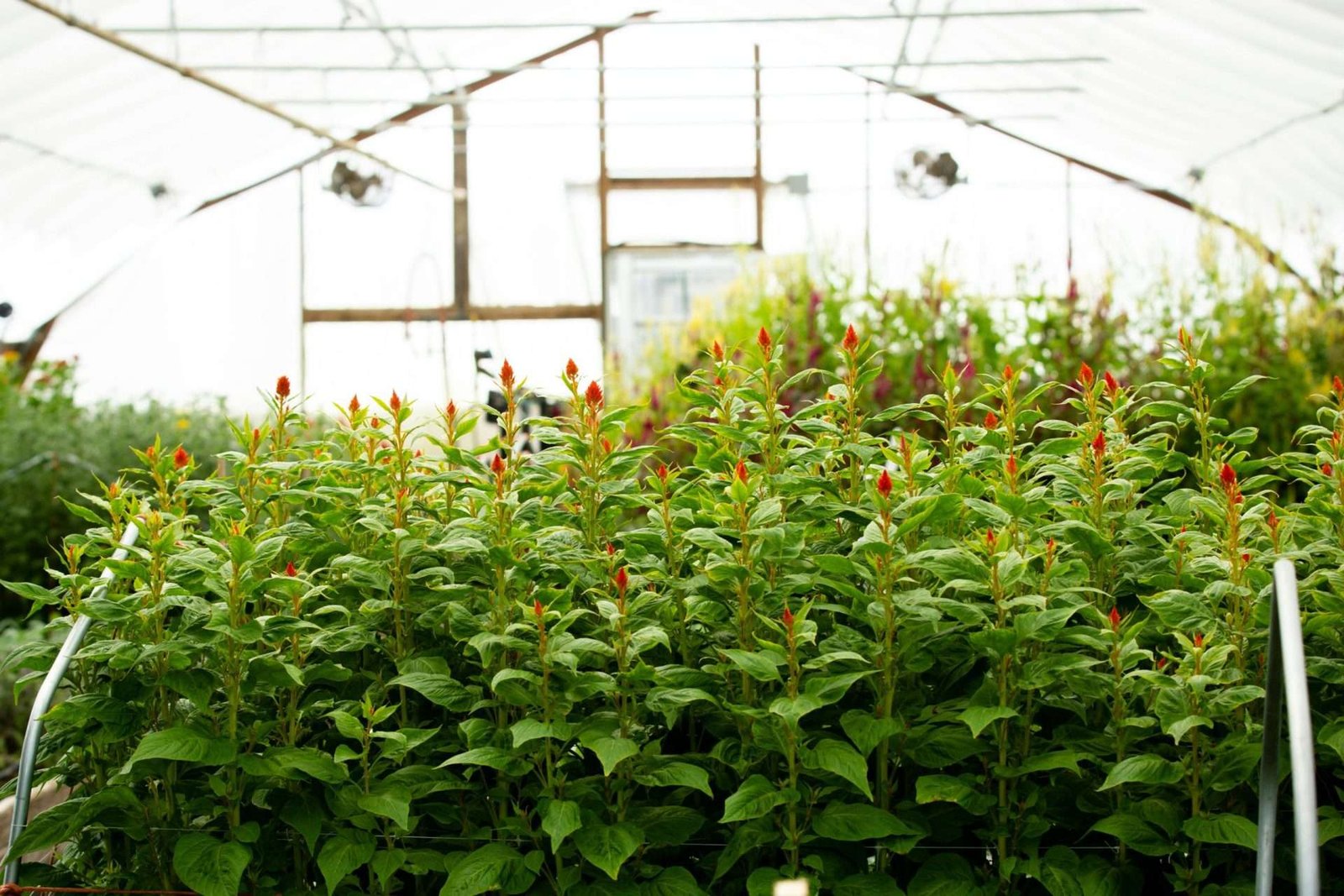 Terra Nova Plants & Flower Center