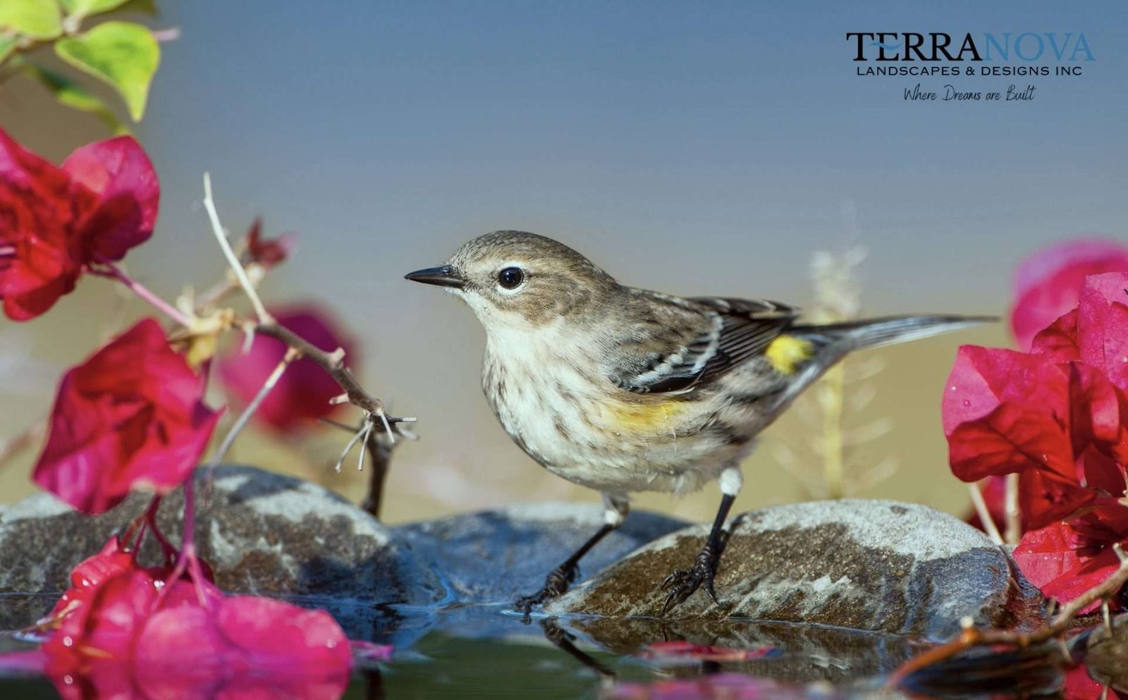 The Top Considerations to Designing a Bird-Friendly Yard